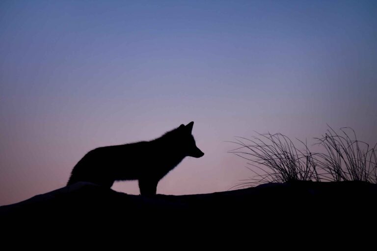 an image of wolf at evening