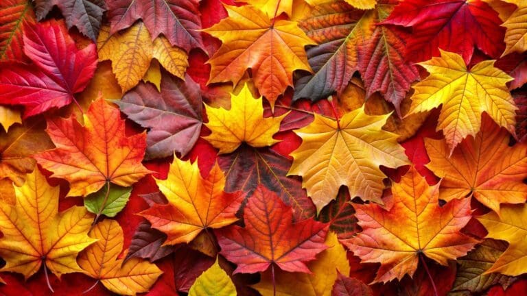 Autumn 2025