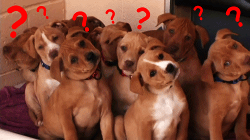 Curious Puppy Dogs with questions about ABM